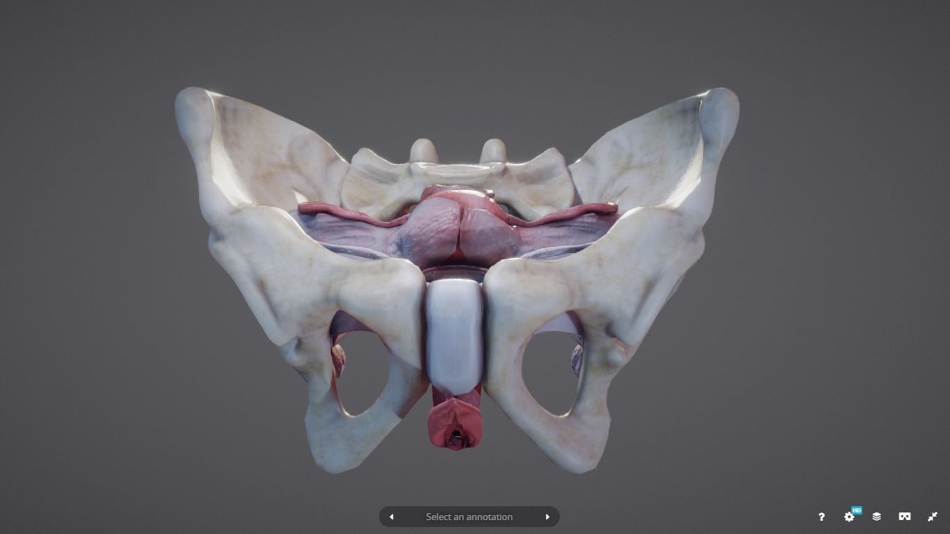 Female Reproductive System Low-poly 3D model_5