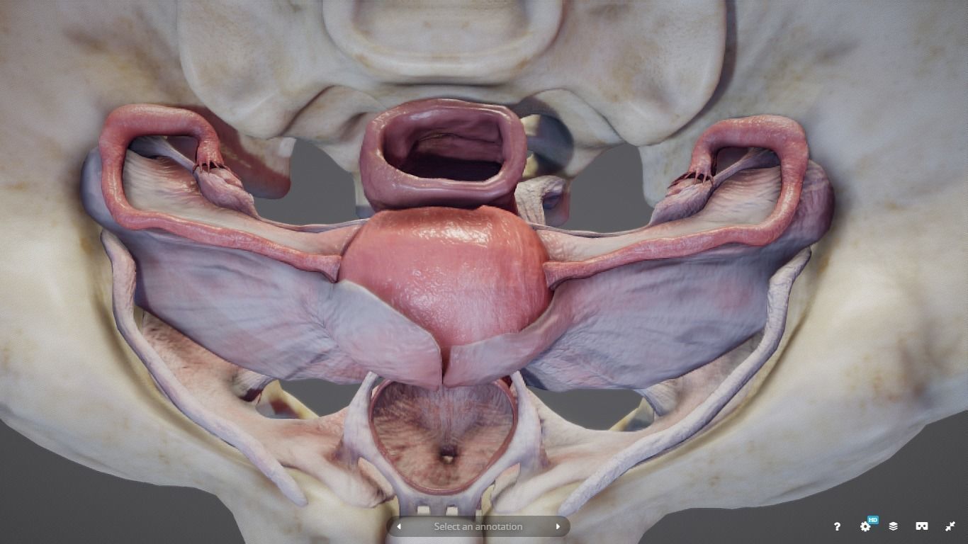 Female Reproductive System Low-poly 3D model_10