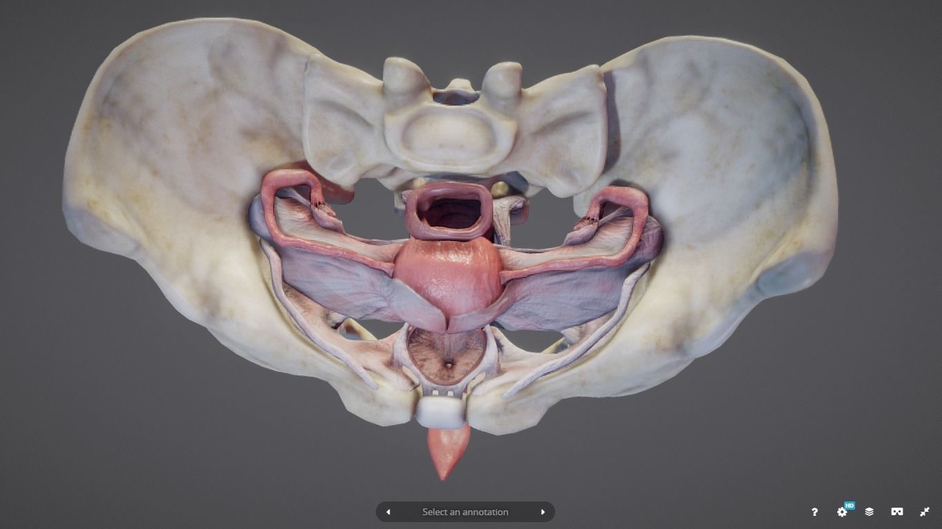 Female Reproductive System Low-poly 3D model_26
