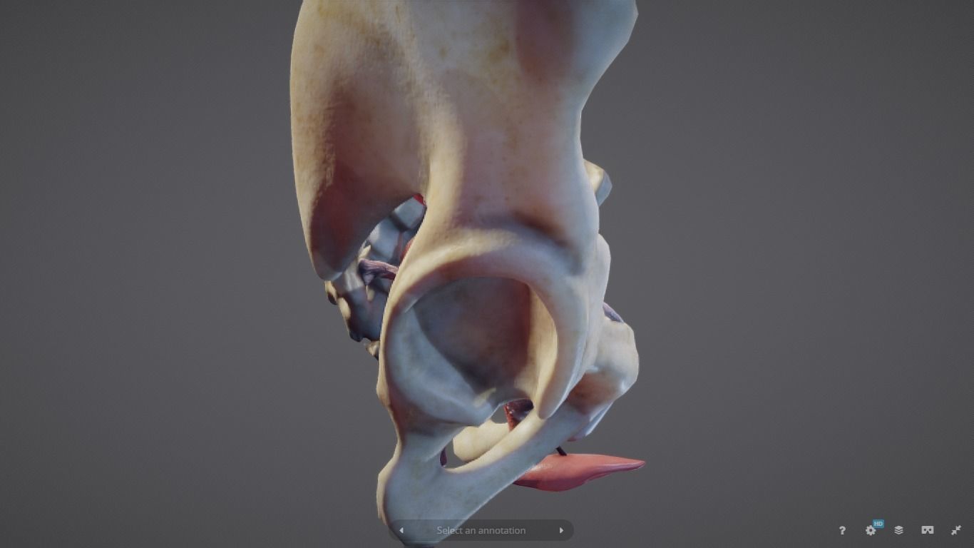 Female Reproductive System Low-poly 3D model_21