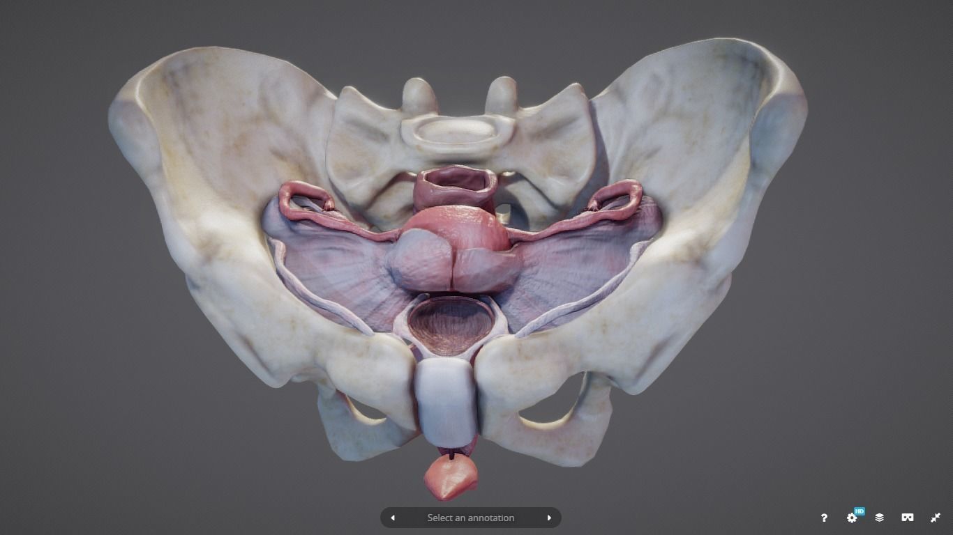 Female Reproductive System Low-poly 3D model_24