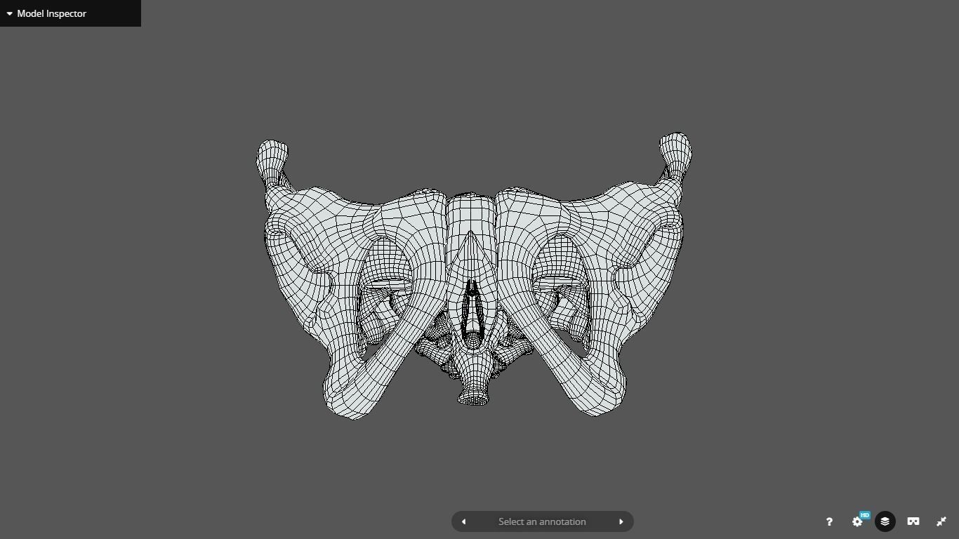 Female Reproductive System Low-poly 3D model_1
