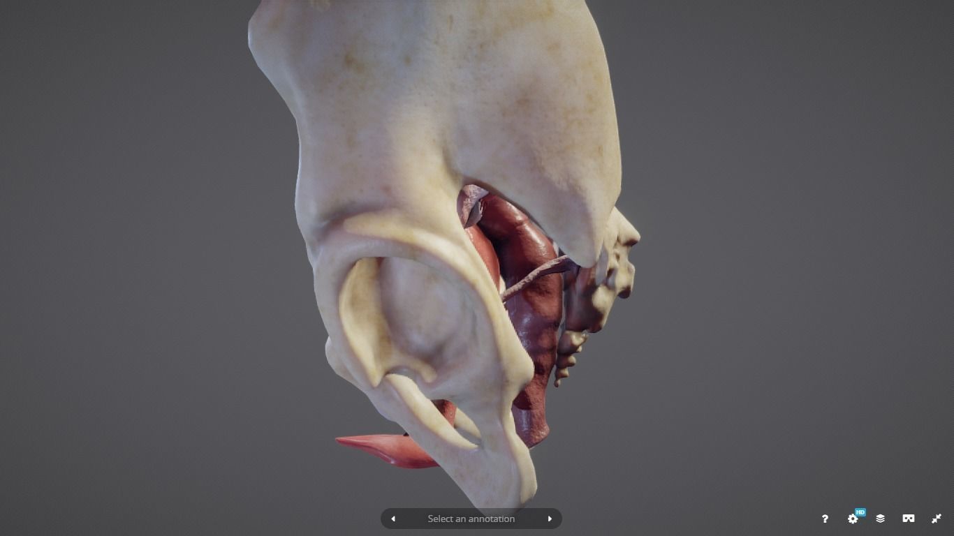 Female Reproductive System Low-poly 3D model_14