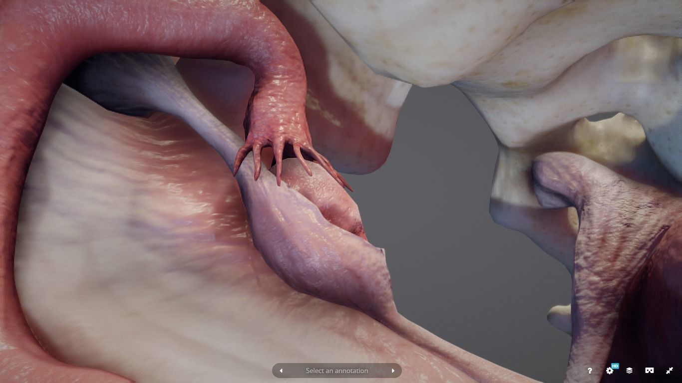 Female Reproductive System Low-poly 3D model_8