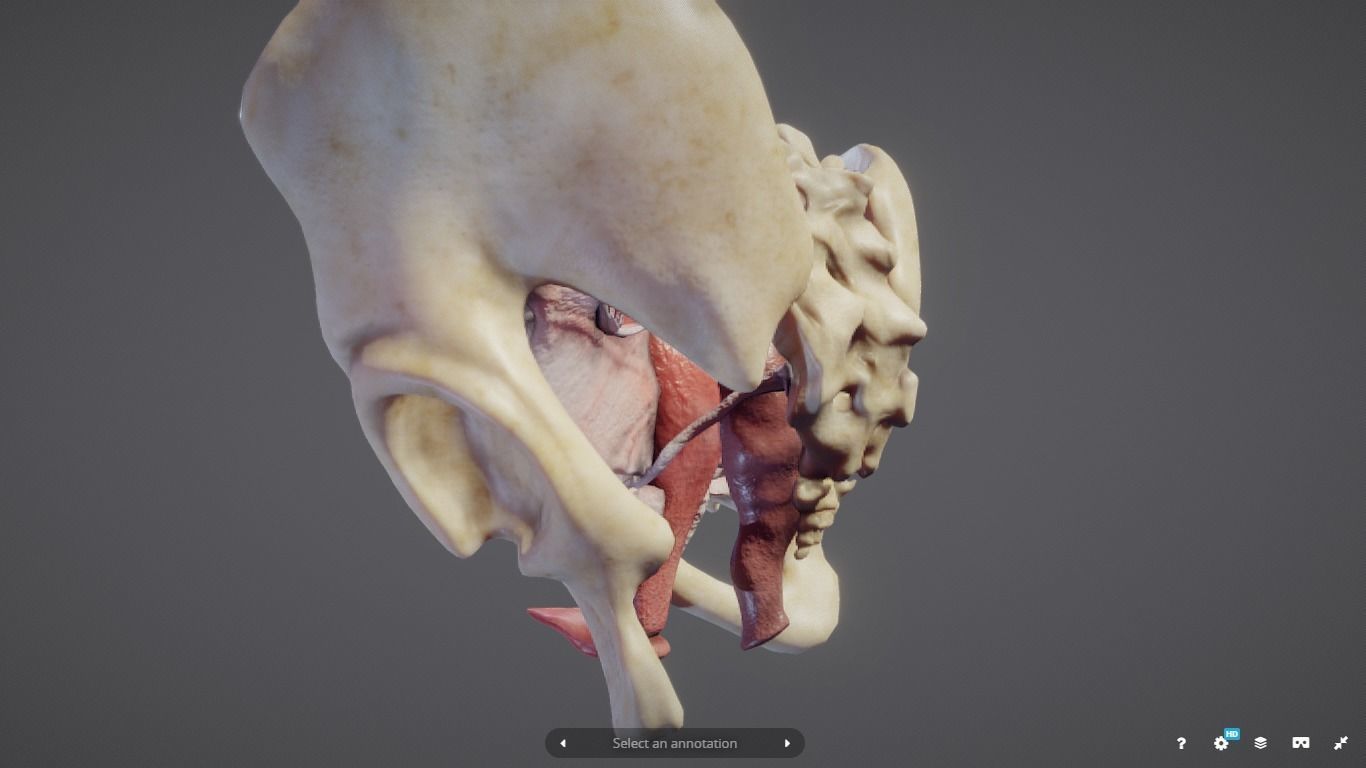 Female Reproductive System Low-poly 3D model_15