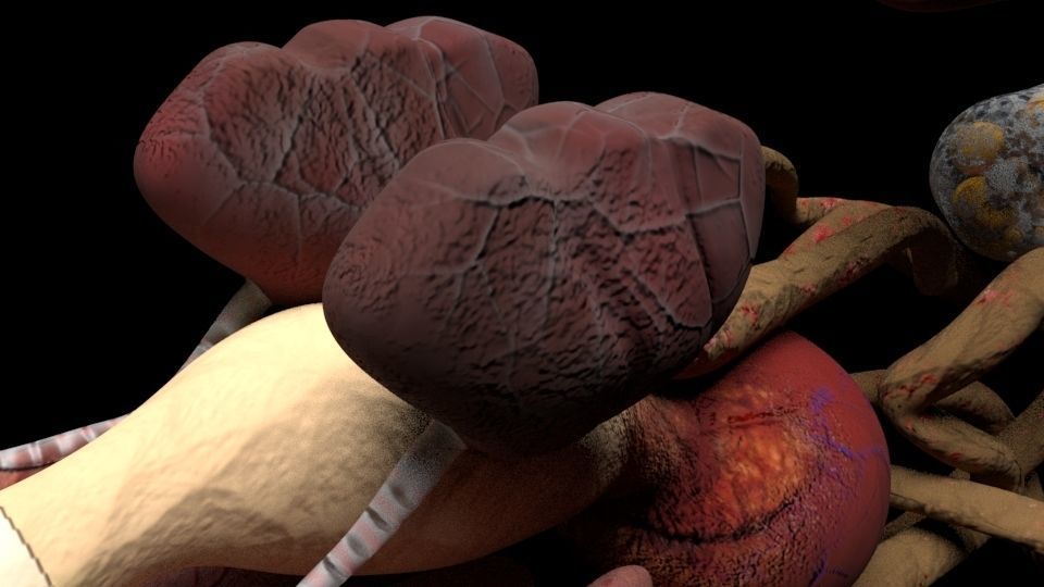 Chicken skeleton and organs 3D model_8