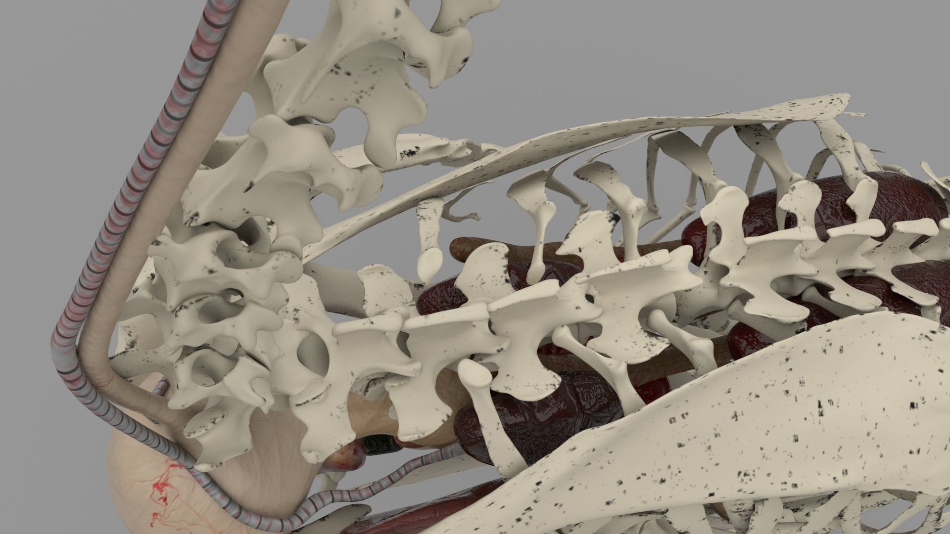 Chicken skeleton and organs 3D model_6