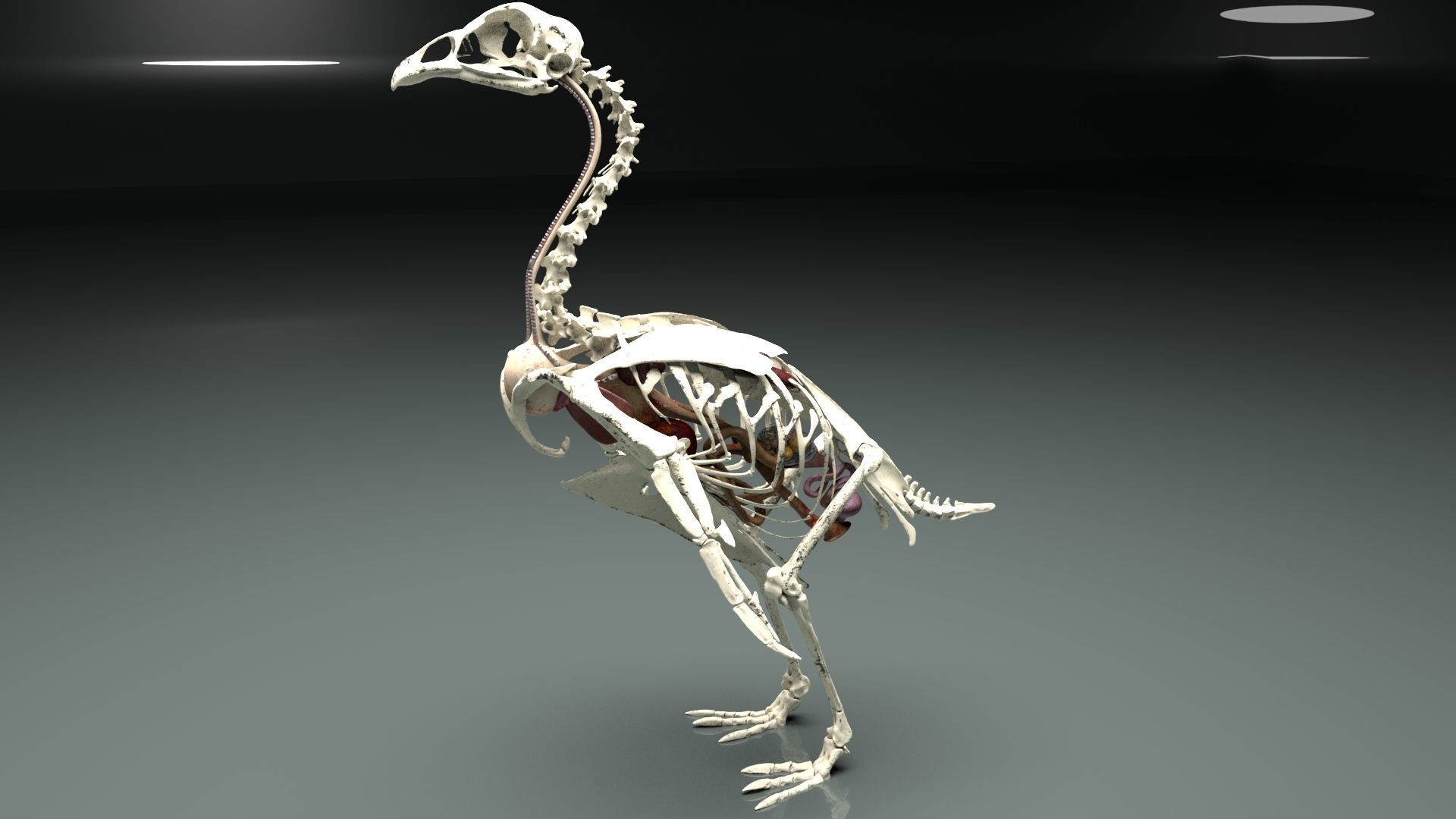 Chicken skeleton and organs 3D model_11