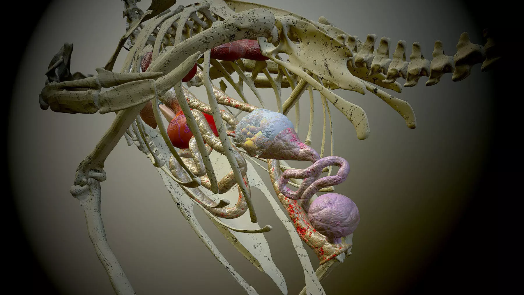 Chicken skeleton and organs 3D model_0