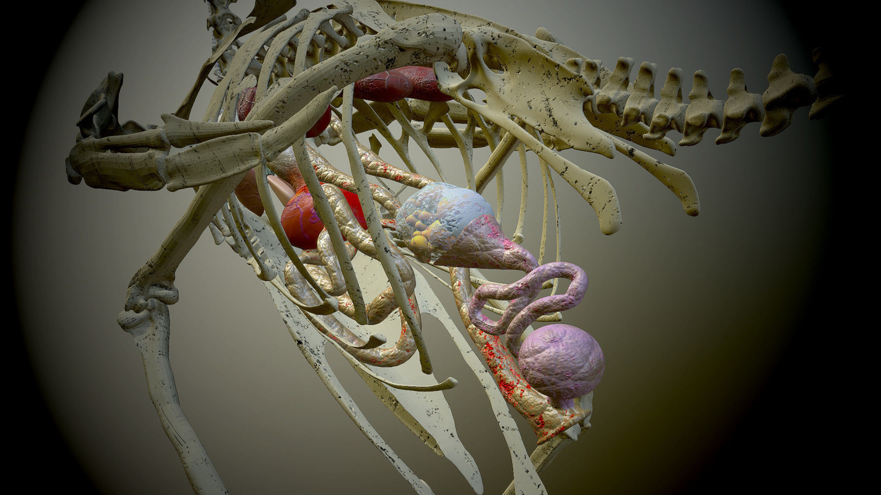 Chicken skeleton and organs 3D model | CGTrader