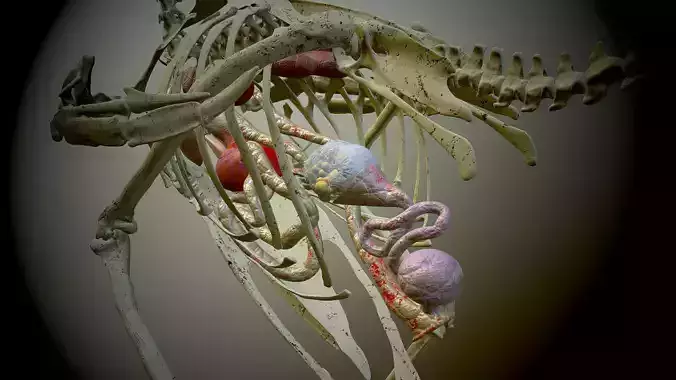 Chicken skeleton and organs 3D model