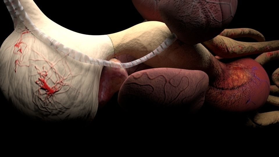 Chicken skeleton and organs 3D model_4