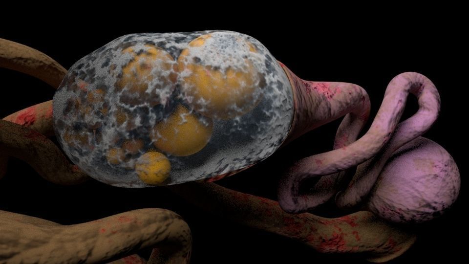 Chicken skeleton and organs 3D model_9