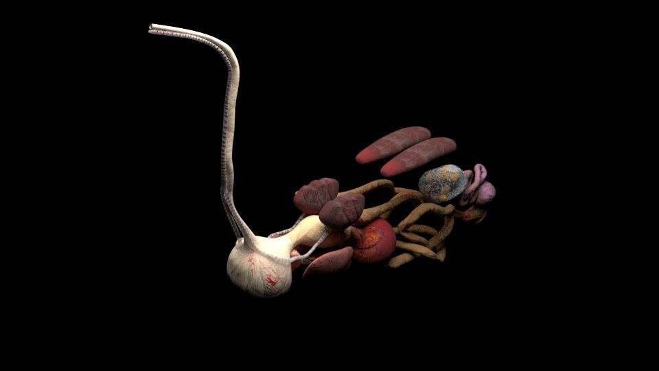 Chicken skeleton and organs 3D model_7
