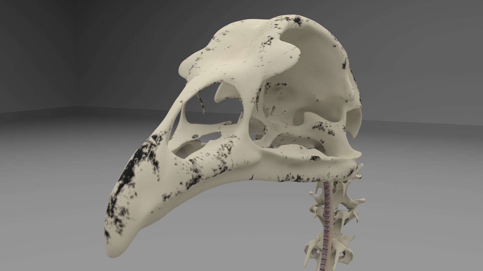 Chicken skeleton and organs 3D model_5