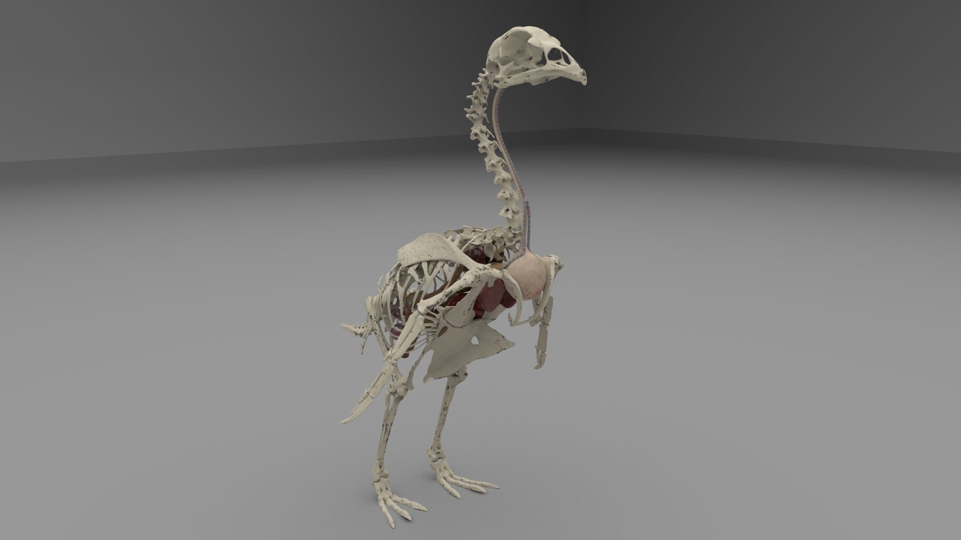 Chicken skeleton and organs 3D model_3