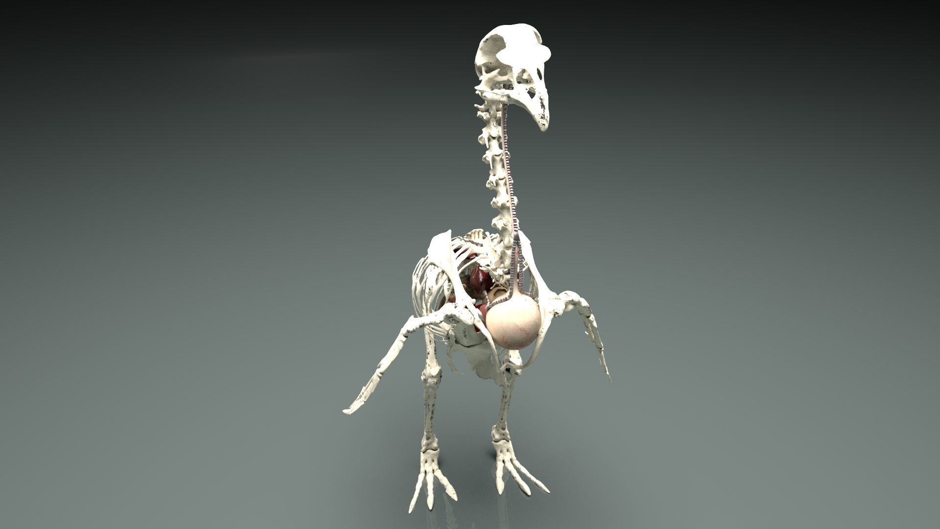 Chicken skeleton and organs 3D model_12