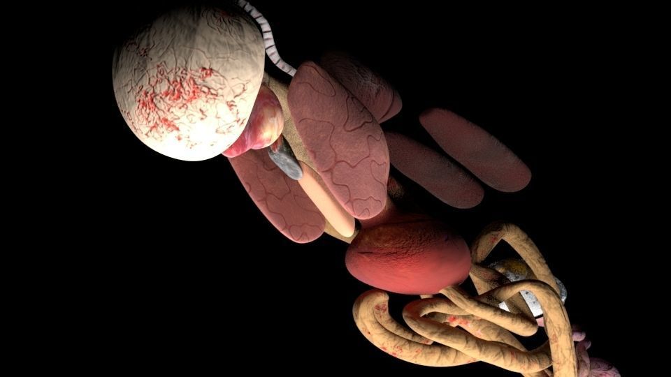 Chicken skeleton and organs 3D model_10