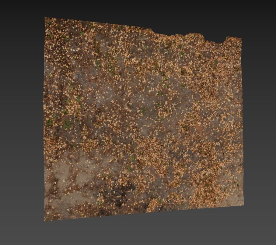 Ground autumn scan 2 3D model_7