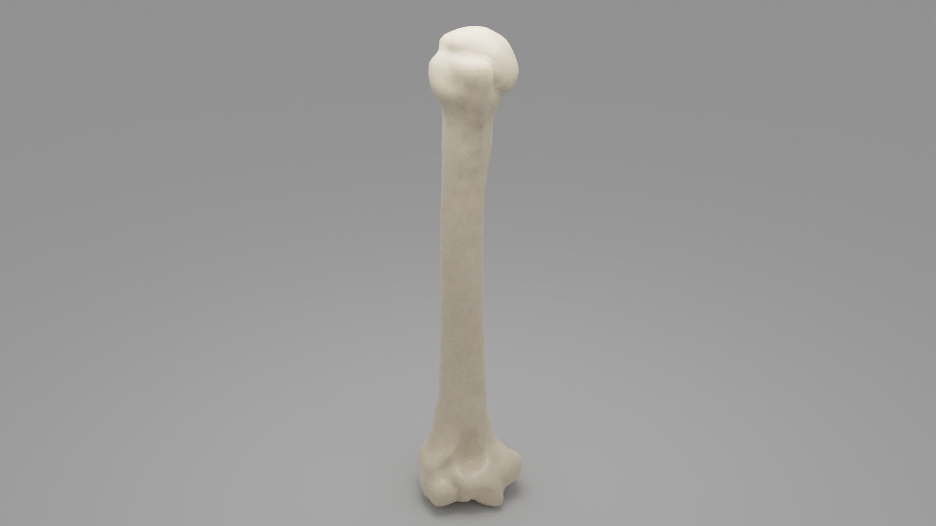 Human humerus bone 3D model_1