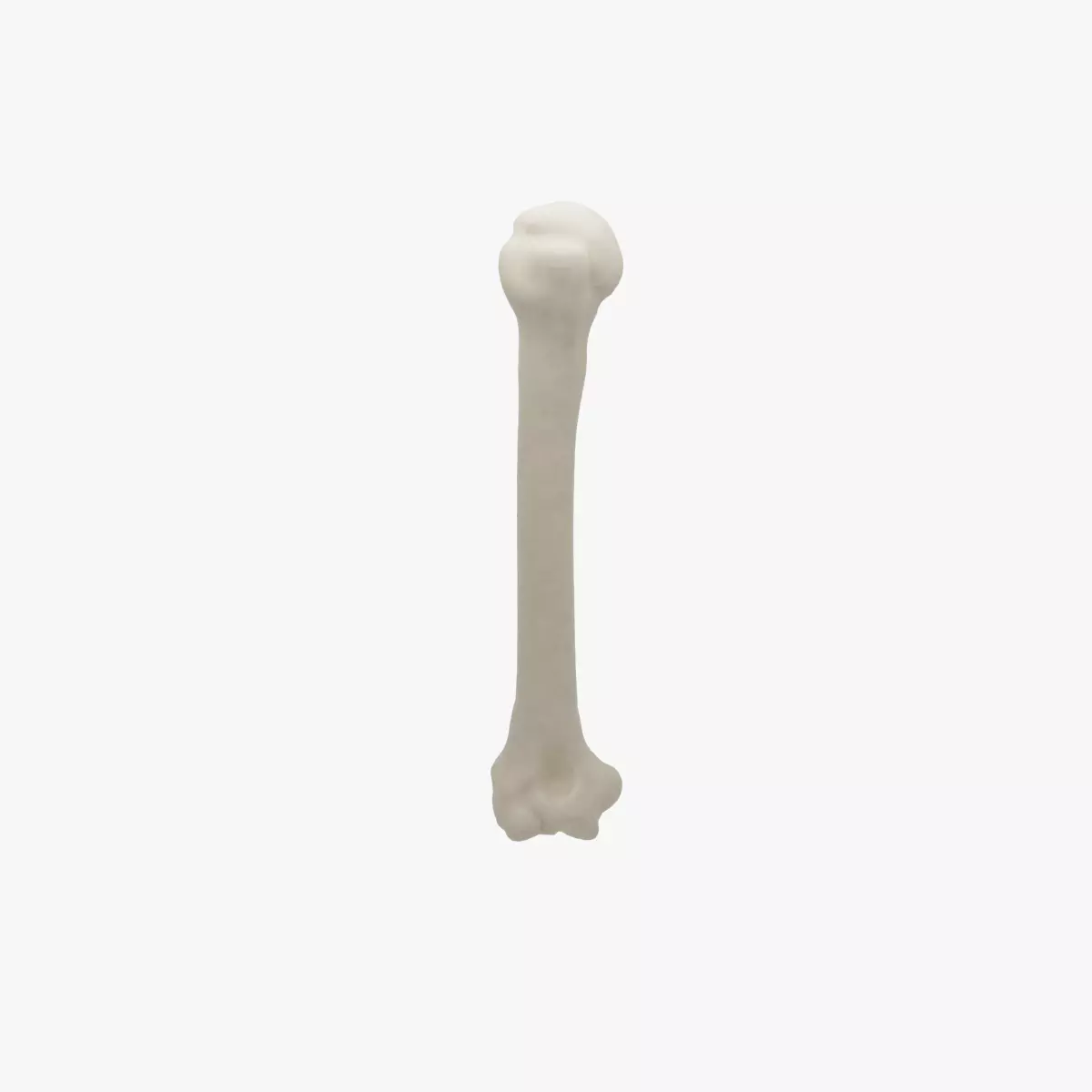Human humerus bone 3D model_0