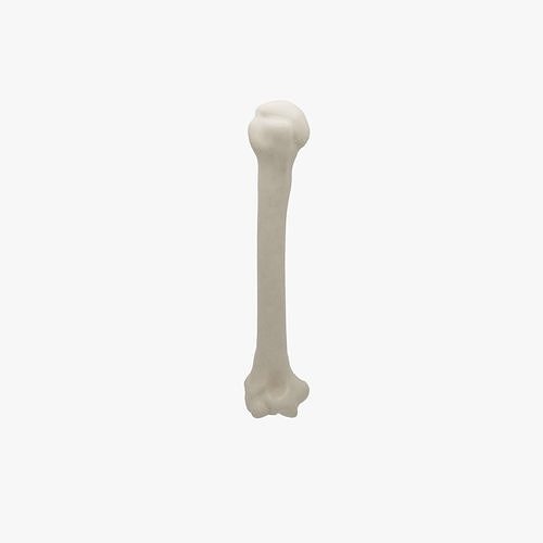 Human humerus bone 3D model