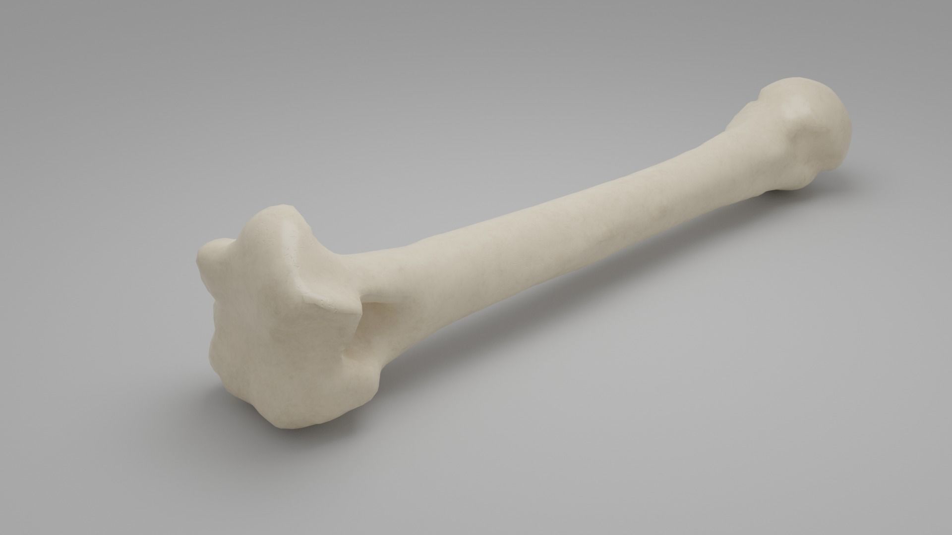 Human humerus bone 3D model_3