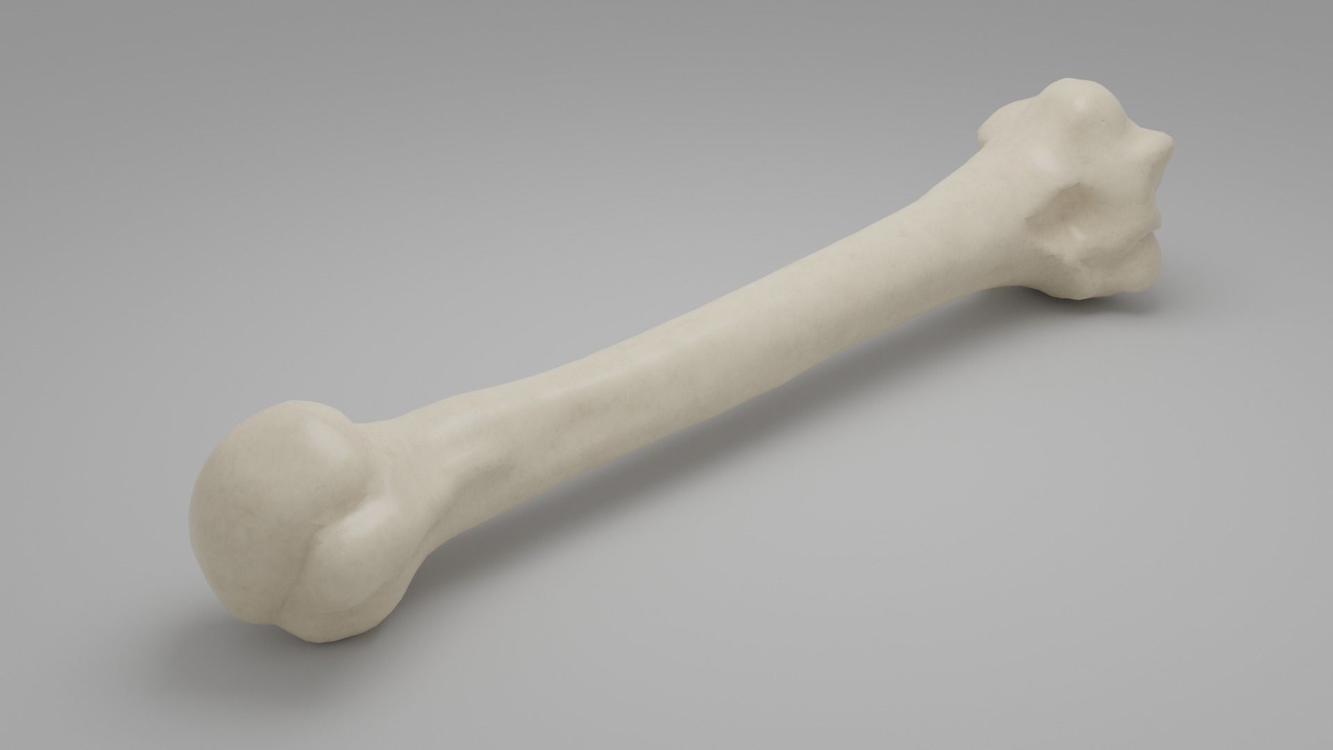Human humerus bone 3D model_2
