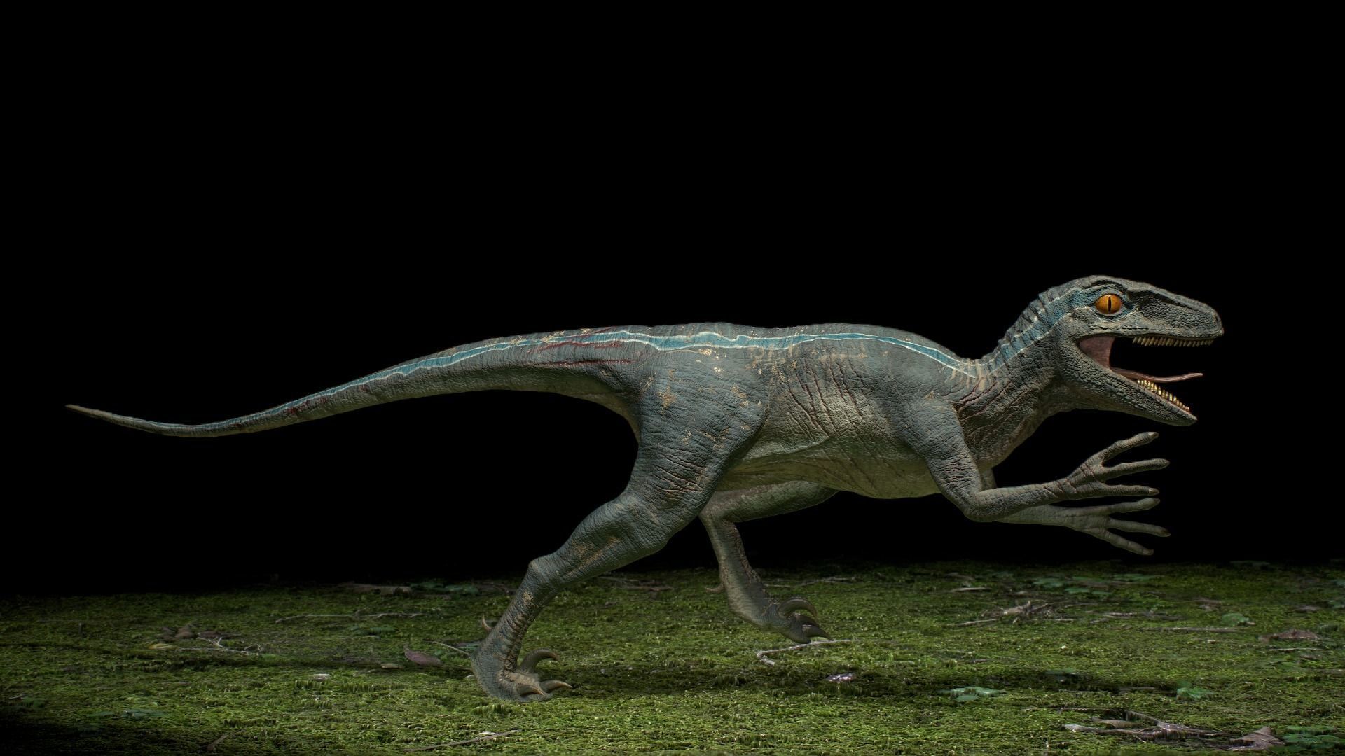 Velociraptor dinosaur 3D model_3