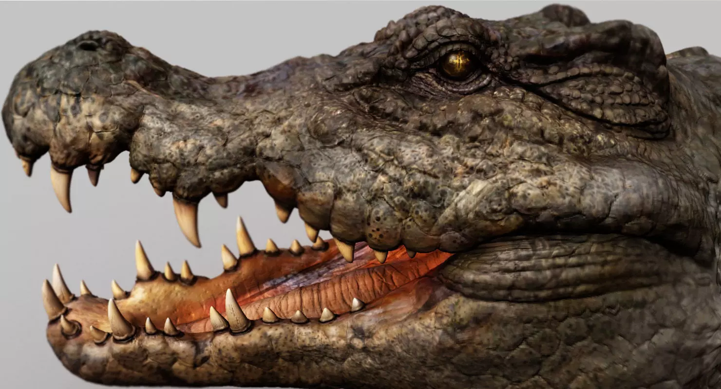 Crocodile 3d model 3D model