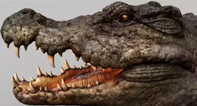 Crocodile 3d model  3D model