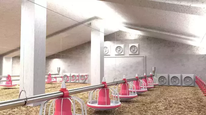 Poutry farm feeder drinker sawdust