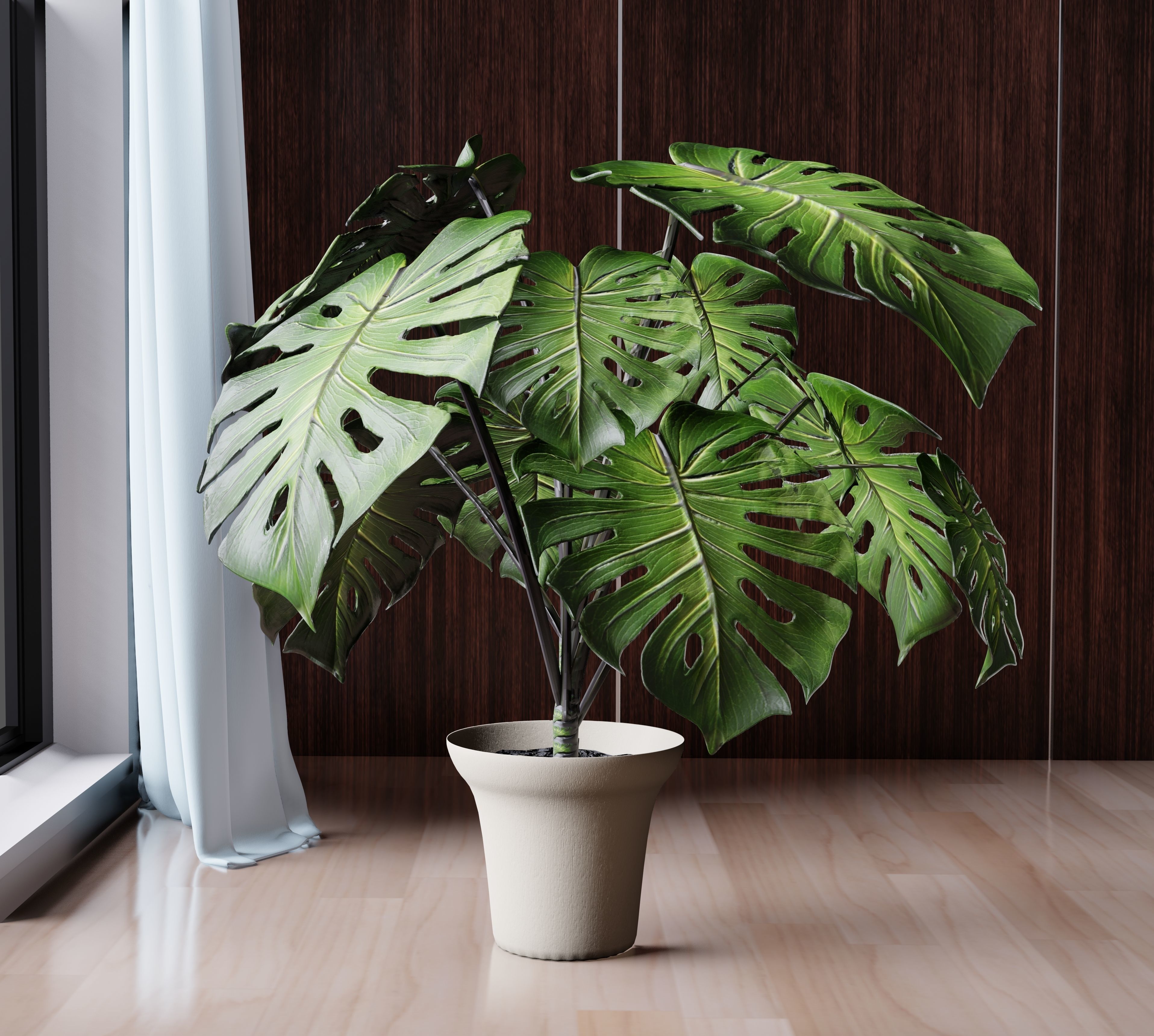 Monstera Deliciosa