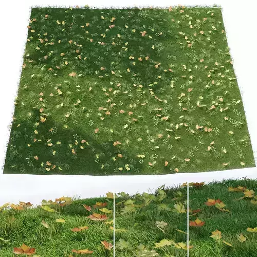 Lawn with fallen leaves