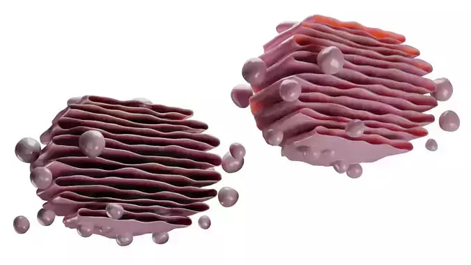 CELL- MICROBE Low-poly 3D model