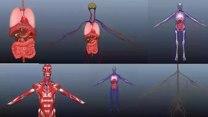 Low poly Human rigged anatomy Low-poly 3D model