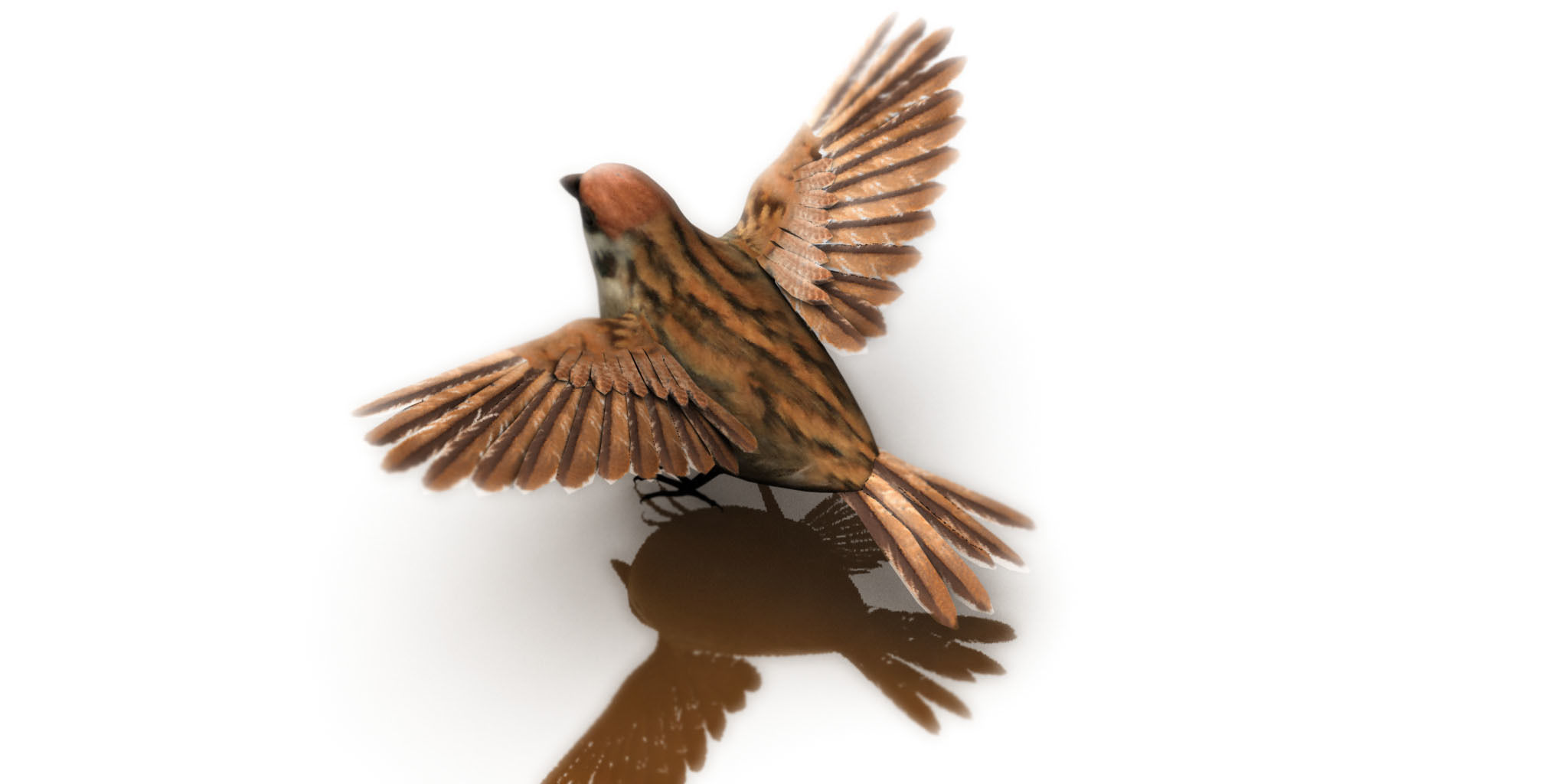 sparrow bird 3d model 3D model_2