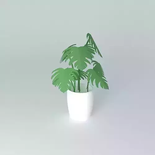 Plant in white pot