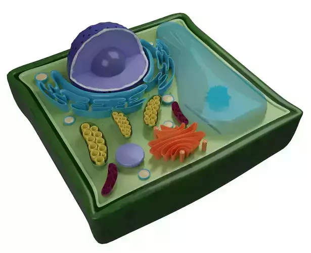 PLANT CELL Low-poly 3D model
