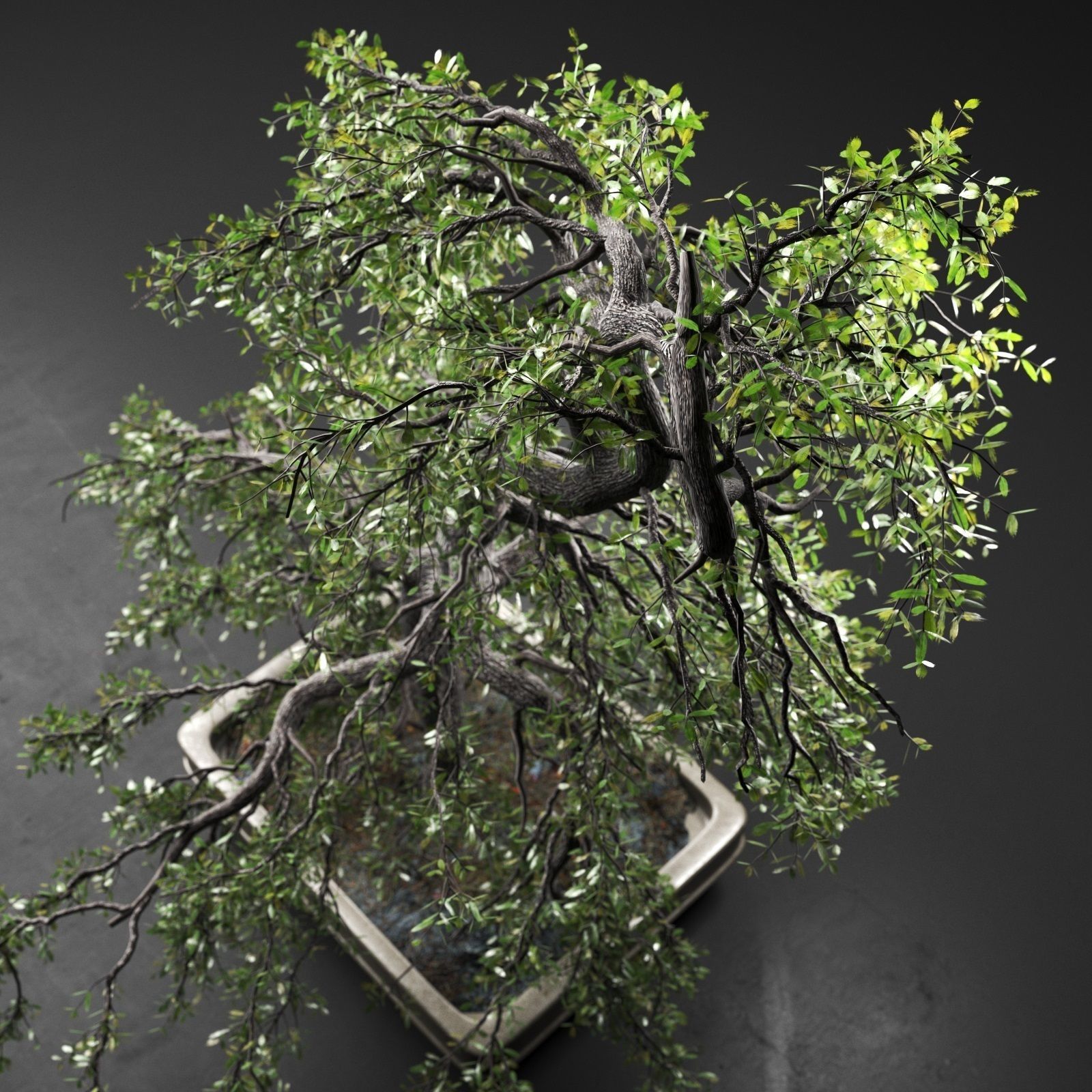 Bonsai Tree 3D model_2