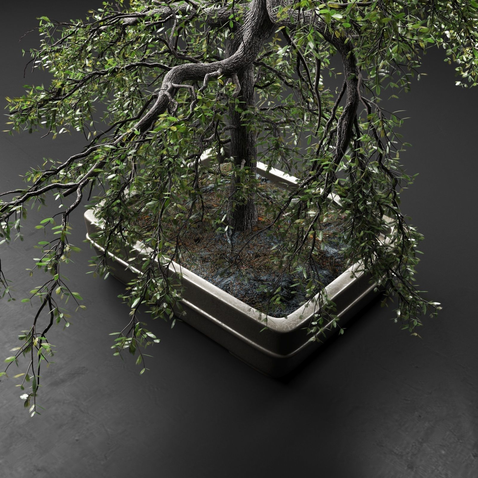 Bonsai Tree 3D model_1