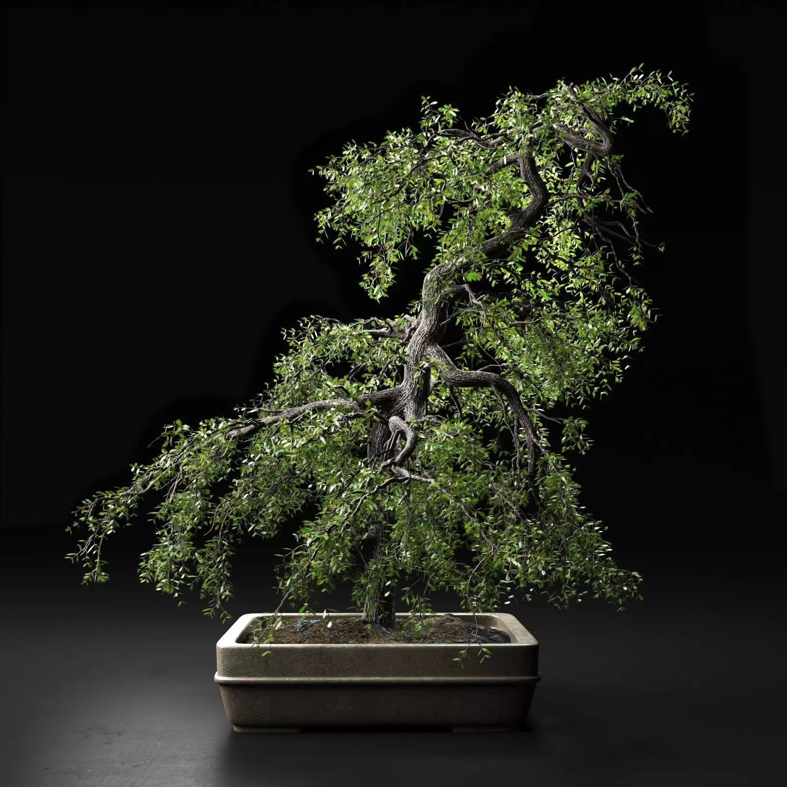 Bonsai Tree 3D model_0