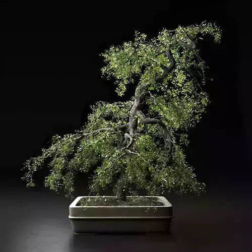 Bonsai Tree