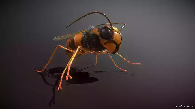 Wasp 4k textures