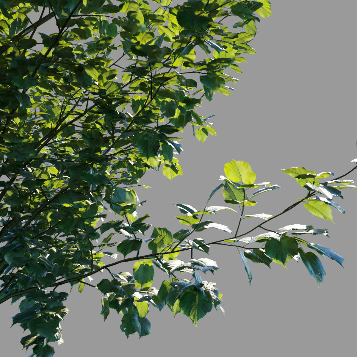 Tilia platyphyllos collection 3D model_6
