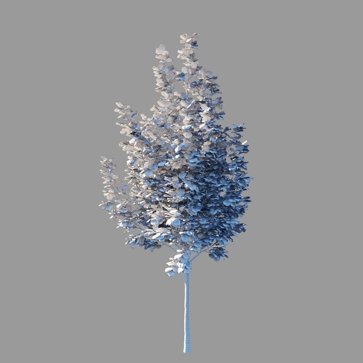 Tilia platyphyllos collection 3D model_7
