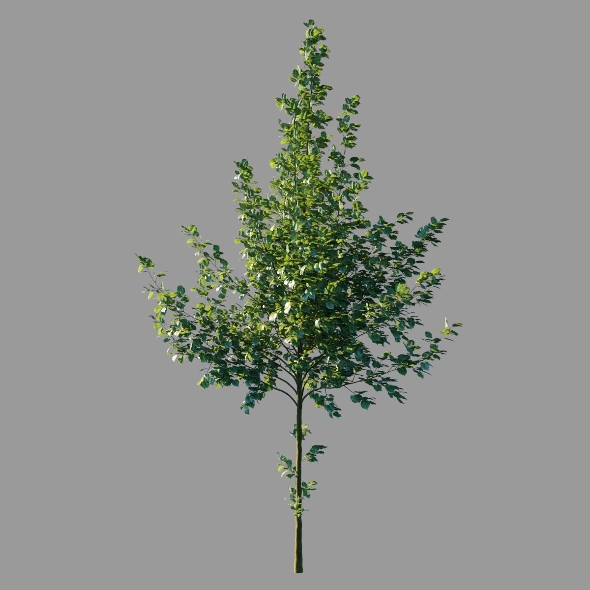Tilia platyphyllos collection 3D model_4