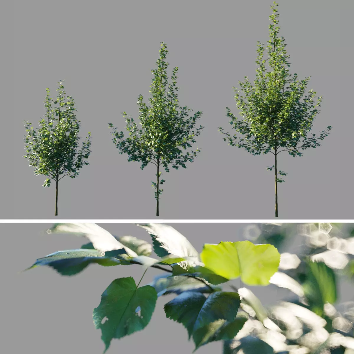 Tilia platyphyllos collection 3D model_0