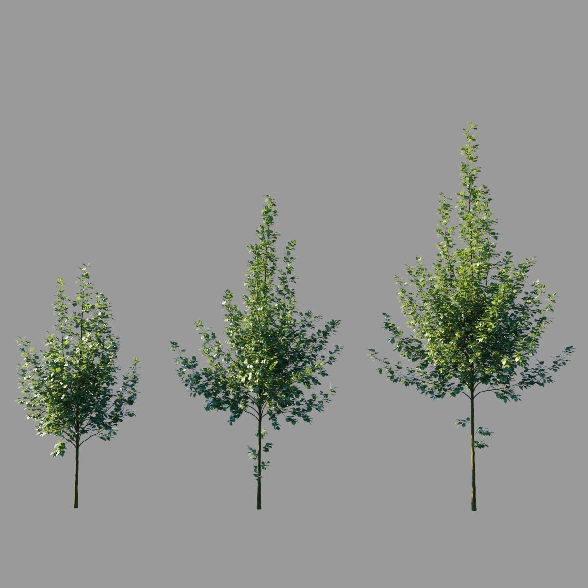Tilia platyphyllos collection 3D model_1