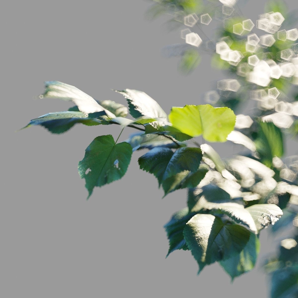 Tilia platyphyllos collection 3D model_2